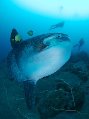 大瀬崎のマンボウ